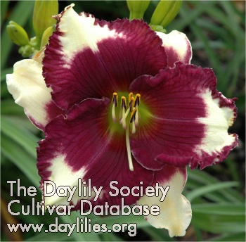 Daylily Brave Kemo Sabe